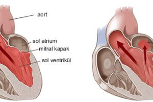 Tüm vücuttan gelen oksijenden fakir kan önce kalbin sağ tarafına gelir, oradan akciğerlere pompalanarak oksijenlenir ve kalbin sol tarafına gelir. Akciğerlerden dönen oksijenden zengin kan, kalbin bütün vücuda kan pompalayan sol kısmına mitral kapaktan geçerek dolar ve tüm vücuda gönderilir. Kalp kasılıp tüm vücuda kan pompalarken mitral kapak kapanır ve kan tekrar akciğerlere geri kaçmadan aort damarı vasıtasıyla vücuda gider.