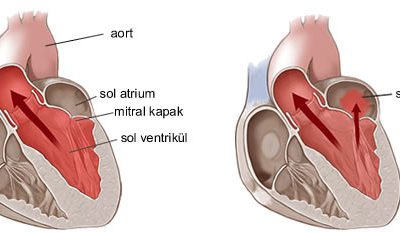 Tüm vücuttan gelen oksijenden fakir kan önce kalbin sağ tarafına gelir, oradan akciğerlere pompalanarak oksijenlenir ve kalbin sol tarafına gelir. Akciğerlerden dönen oksijenden zengin kan, kalbin bütün vücuda kan pompalayan sol kısmına mitral kapaktan geçerek dolar ve tüm vücuda gönderilir. Kalp kasılıp tüm vücuda kan pompalarken mitral kapak kapanır ve kan tekrar akciğerlere geri kaçmadan aort damarı vasıtasıyla vücuda gider.