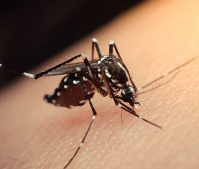 Aedes türü sivrisinekler, daha önceleri Asya ve Afrika'da yaygın olarak görülebilen sinek türleridir. Aedes sivrisinekleri, Zika virüsünü taşıyan ve bulaştırma riski yüksek olan sineklerdir. Dünya çapında araba lastiklerinin dolaşımının artmasıyla eş zamanlı olarak bu sivrisinek türü yayılmıştır. Çocuk Alerji, Göğüs Hastalıkları Uzmanı, Alerji ve Astım Derneği Başkanı Prof. Dr. Ahmet Akçay, Aedes sivrisineği ile ilgili: "Özellikle dere kenarlarına yakın bölgelerde daha sık rastlanan Aedes sivrisineğinin ana belirtilerini gözlemlediğimizde; Aedes sivrisineğinin, çocuklar üzerinde sokma işleminden sonra normal sivrisineğe oranla daha büyük ve yara formunda belirtiler bıraktığı sonucunu görmekteyiz. Sivrisinek ısırığından sonra ısırılan bölgelerin kaşınması sonrası kalan izleri incelediğimizde ise normal sivrisinek izlerine oranla daha derin ve büyük formda olduğu rastladığımız bulgular arasındadır" ifadelerini kullandı.